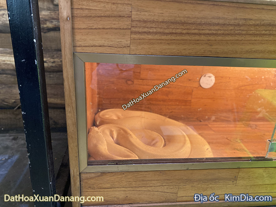 tiệm cafe cây và nước hoà xuân